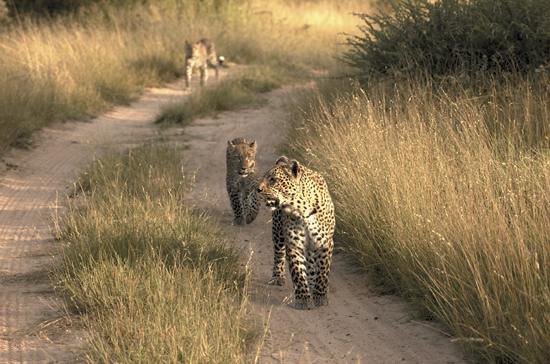 Leopards on the road