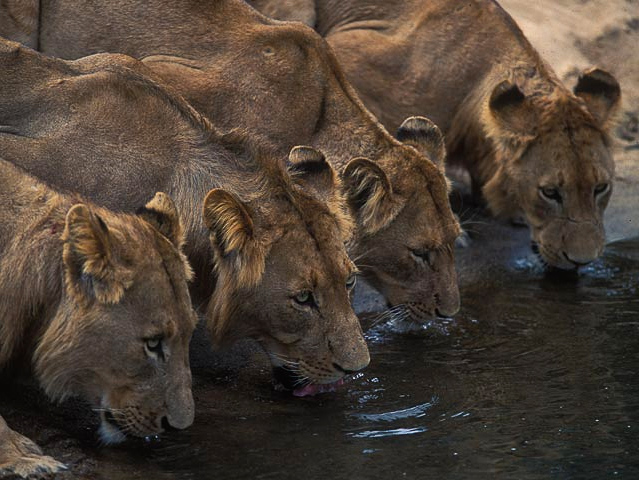 Lions at Madikwe