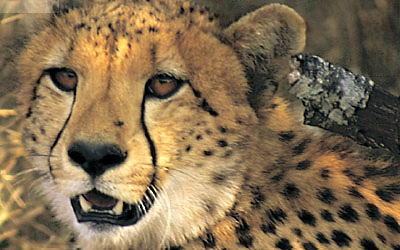Cheetah, Makalali Game Reserve, South Africa
