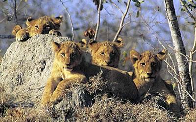Lion cubs, Makalali Game Reserve, South Africa