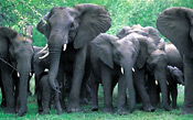 Elephant breeding herd, Makalali Game Reserve