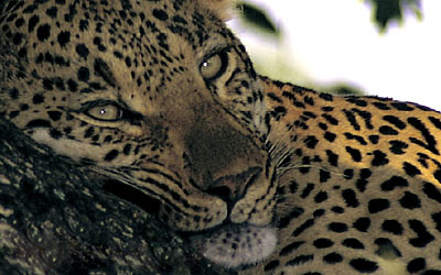 Leopard at rest in a Jackalberry tree, Makalali Game Reserve
