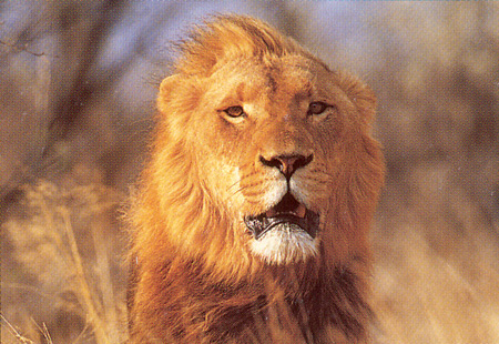Male Lion, Makalali Game Reserve, South Africa