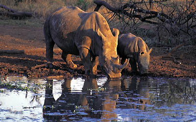 White Rhino and calf, Makalali Game Reserve, South Africa
