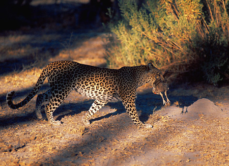 Leopard with Francolin