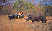 White Rhino at MalaMala