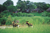 Wild Dogs in front of camp