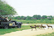 Wild Dogs in front of camp