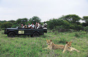 Lions at MalaMala