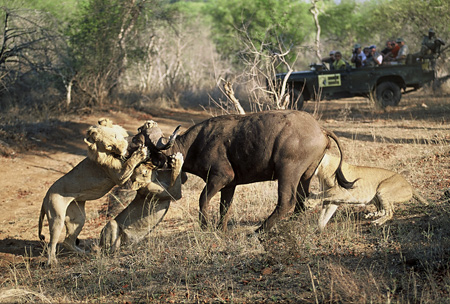 Lions attacking buffalo