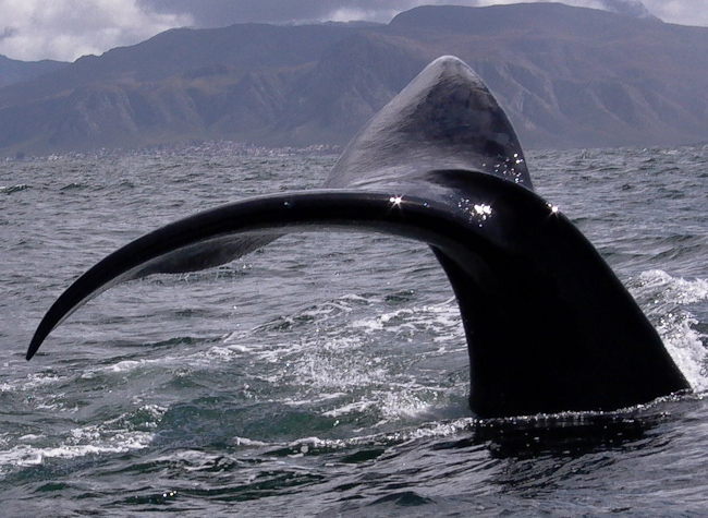 Whale in Hermanus