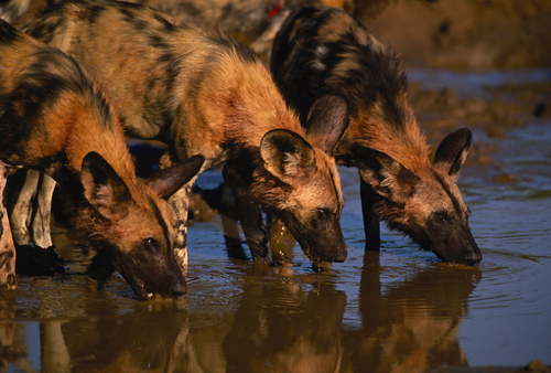 Wild Dogs seen at Madikwe Gamer Reserve