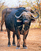 Buffalo and the Big 5 are on offer at Makanyane Lodge