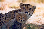 Cheetahs are one of the big draws at Makanyane