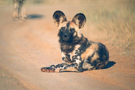 Makanyane Safari Lodge in Madikwe Game Reserve, South Africa is an excellent place to see African Wild Dogs