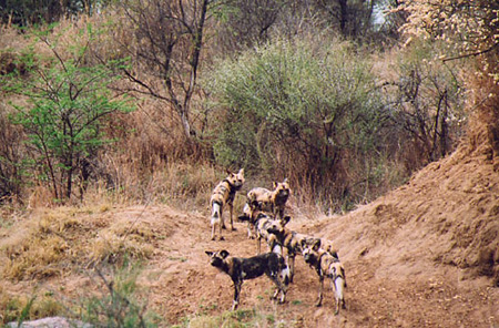 A pack of African Wild Dogs in Madikwe Game Reserve