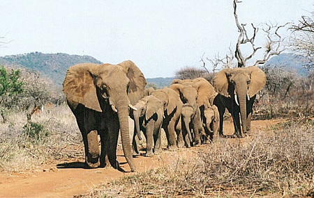 Elephant herd at Makanyane in Madikwe Game Reserve