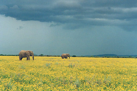 Elephants and spring flowers, Madikwe Game Reserve