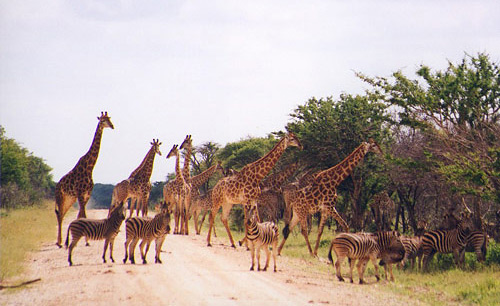 Giraffes and zebras at Makanyane Safari Lodge