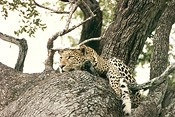 A leopard reposes in a huge leadwood tree at Makanyane