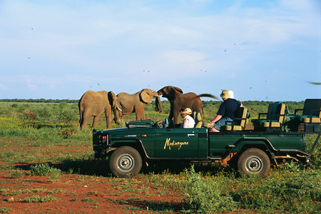 Elephants tussling, Makanyane Safari Lodge, Madikwe Reserve