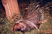 A porcupine forages near Makanyane Safari Lodge