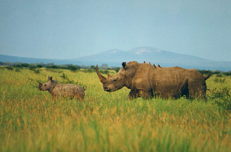 Black rhino and her calf in Madikwe Game Reserve