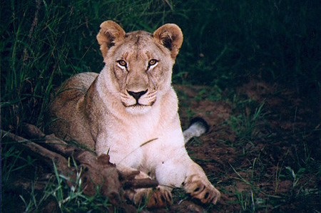 Lioness on a night drive at Makanyane Safari Lodge