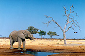 An elephant bull drinks from a waterhole in Madikwe Reserve