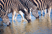 Zebras drinking at Makanyane in Madikwe Game Reserve