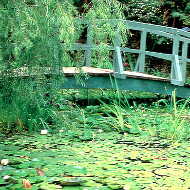 Waterlillies and bridge