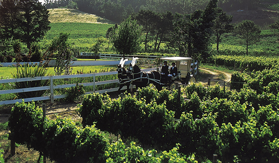 Horse and carriage ride at Mont Rochelle Estate & Hotel