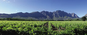 Franschhoek's mountains and vineyards