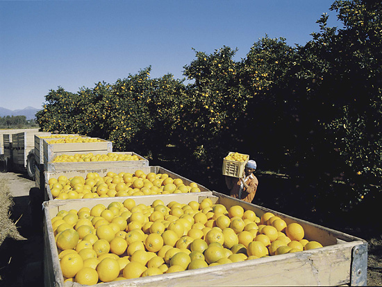 Citrus Farm, Nelspruit