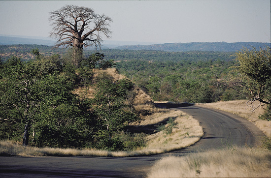 Road to Pafuri, Kruger National Park