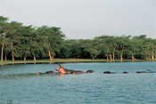 Hippos at Ndumo Camp