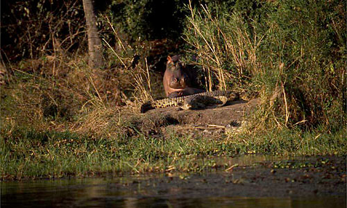 Hippo and Crocodile