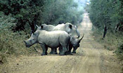 White Rhinos at Ndumo