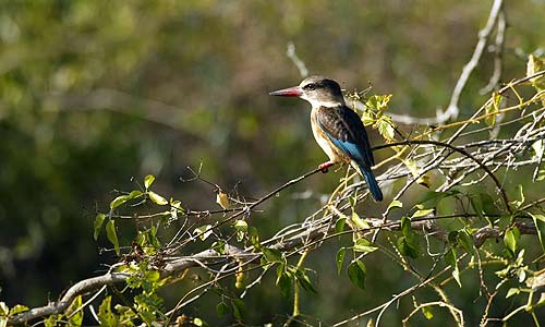 Brownhooded Kingfisher 