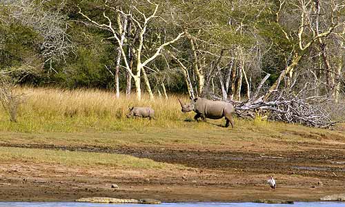 White Rhinos at Ndumo