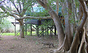 Ndumo tent under the Fig Trees