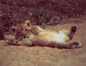 Lion cub at Thornybush