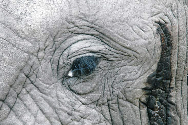 Close-up of Elephant