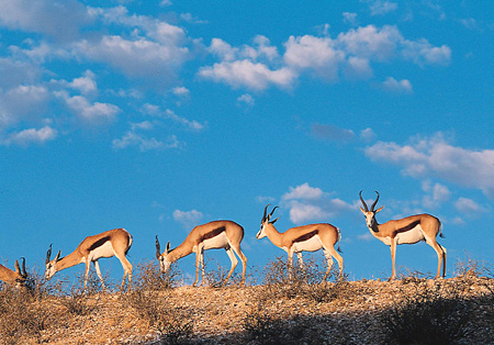 Springboks, Kgalagadi Transfrontier Park