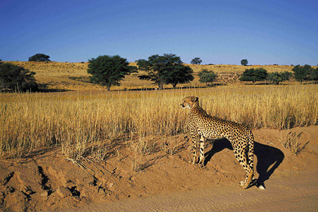 Cheetah, Kalahari