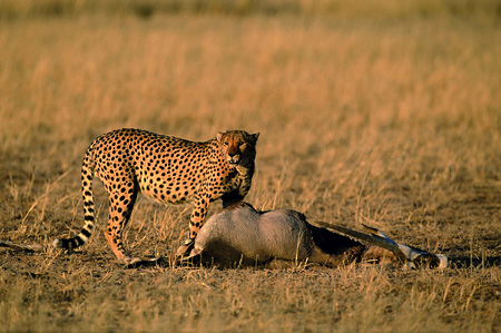 Cheetah and Gemsbok kill, Kalahari