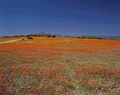 Wild flowers, Northern Cape