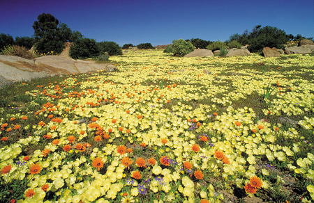 Wild Flowers - Namaqualand