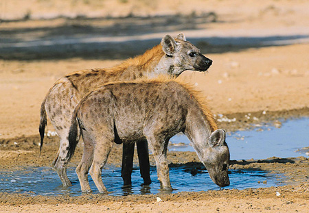 Spotted Hyena, Kgalagadi Transfrontier Park