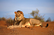 Kalahari Black-maned Lion